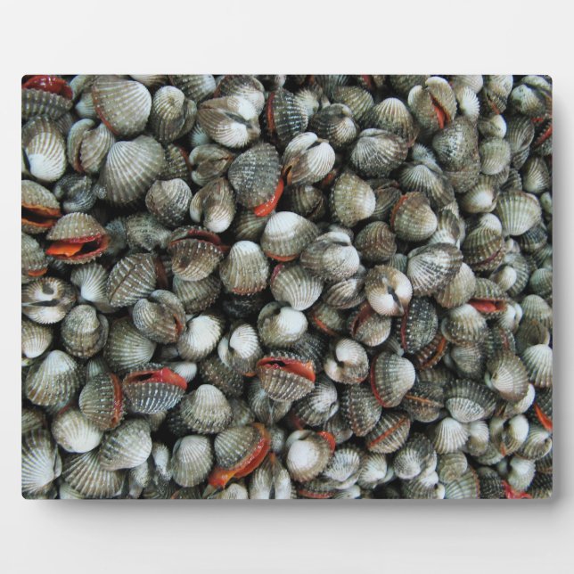 Muscheln des Blutcockle Fotoplatte (Vorderseite)