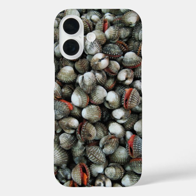 Muscheln des Blutcockle title_seo2 (Rückseite)