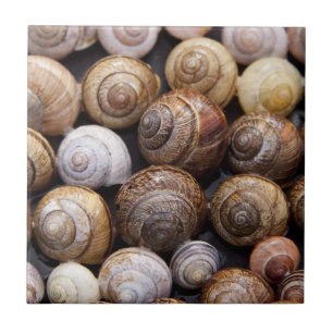 Muscheln Fliese