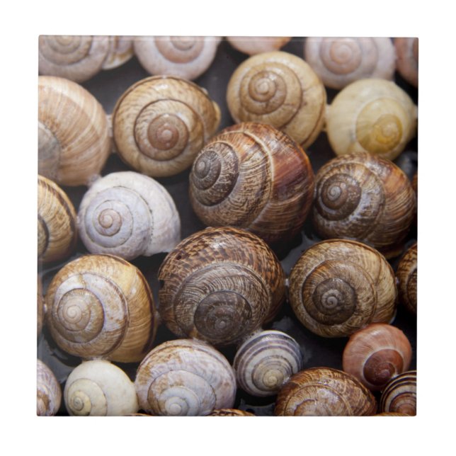 Muscheln Fliese (Vorderseite)