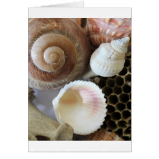 Muscheln-Foto