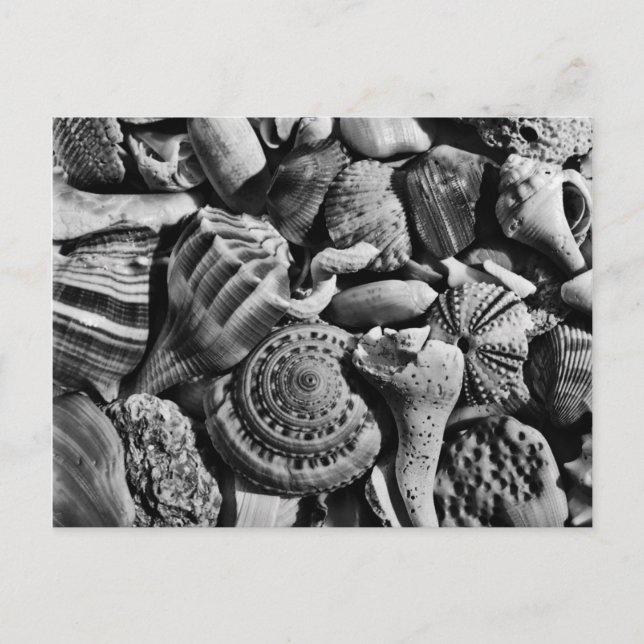 Muscheln für Schwarz und Weiß Postkarte (Vorderseite)