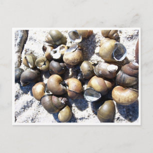 Muscheln für SüßwasserSchnecken Postkarte