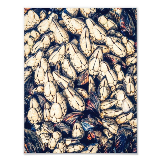Muscheln: Gooseneckbarnacles & Miesmuscheln Fotodruck (Vorne)