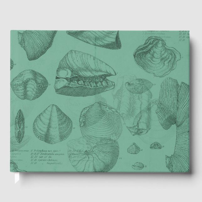 Muscheln grüne Stuhlensammlung Gästebuch (Vorderseite)