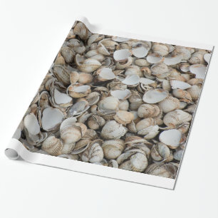 Muscheln Hintergrund Geschenkpapier