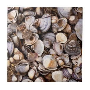 Muscheln im Mud Fliese
