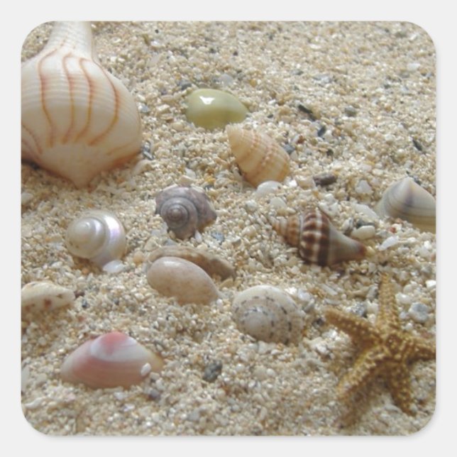 Muscheln im Sand Quadratischer Aufkleber (Vorderseite)