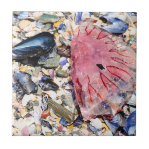 Muscheln Jellyfish Ocean Beach View Fliese