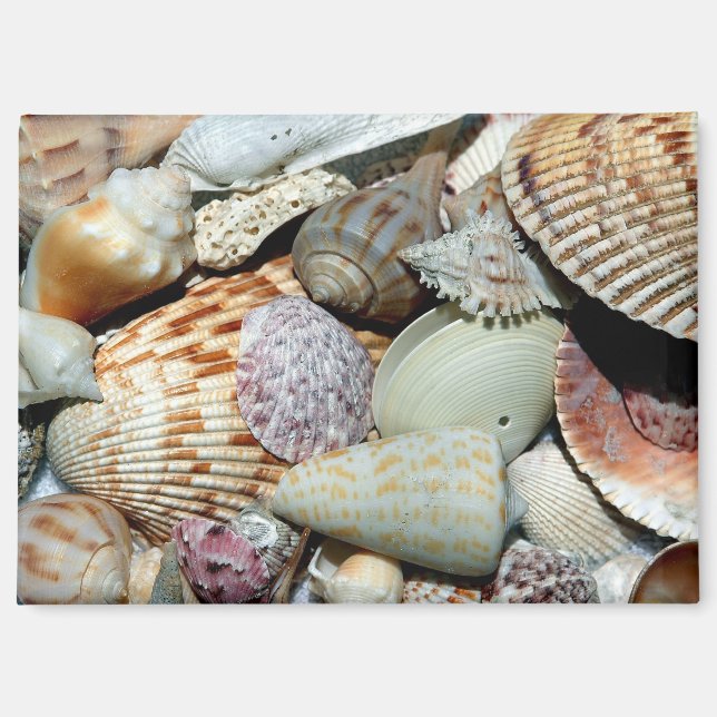 Muscheln Magnet (Vorderseite)