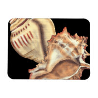 Muscheln