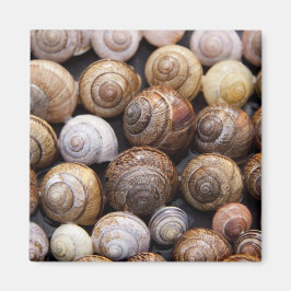 Muscheln Magnet