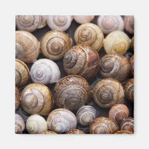 Muscheln Magnet