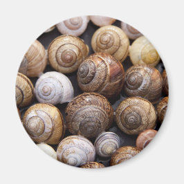 Muscheln Magnet
