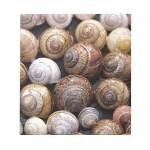 Muscheln Notizblock