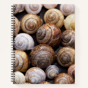 Muscheln Notizbuch
