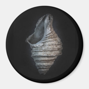 Muscheln Nr. 6 Farbversion Magnet