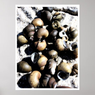 Muscheln PB Poster