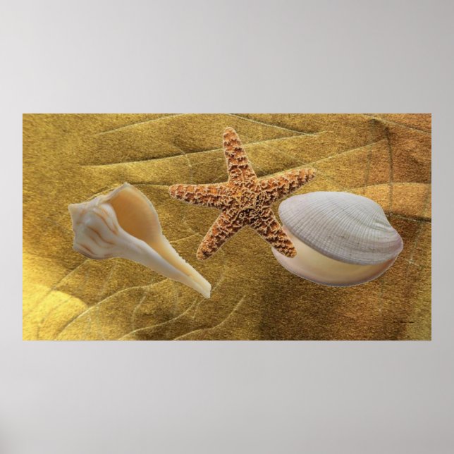 Muscheln Poster (Vorne)