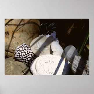 Muscheln Poster