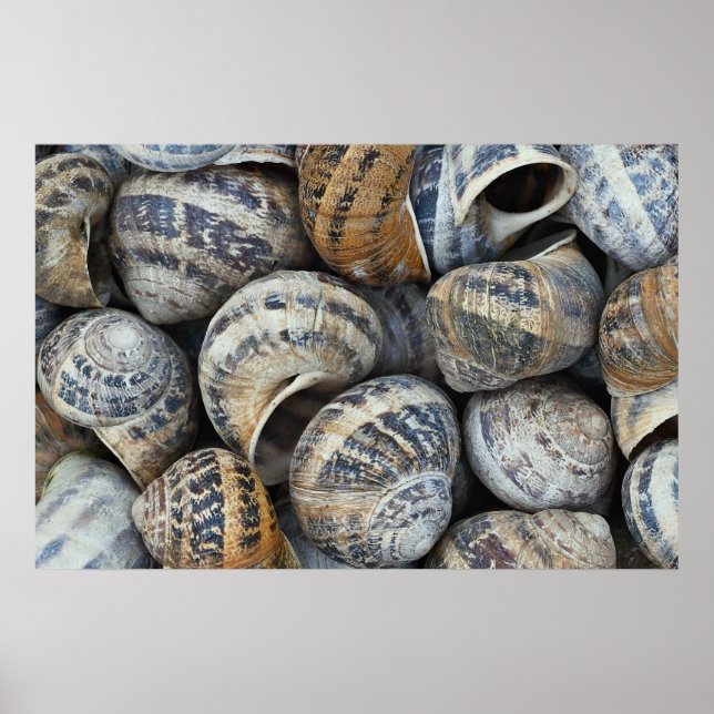 Muscheln Poster (Vorne)