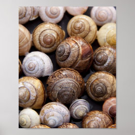 Muscheln Poster