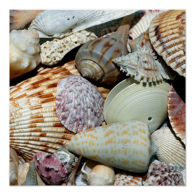 Muscheln Poster (Vorderseite)