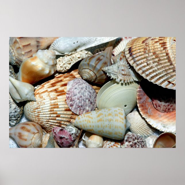Muscheln Poster (Vorne)