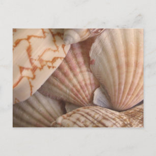 Muscheln Postkarte