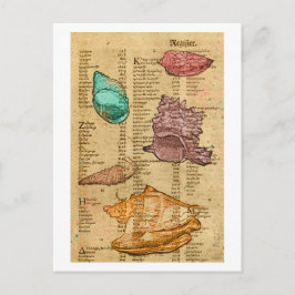 Muscheln Postkarte