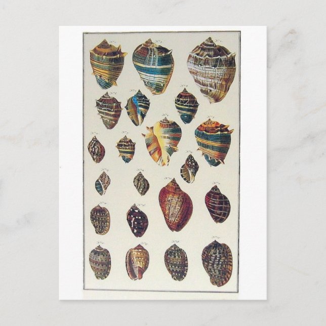 Muscheln Postkarte (Vorderseite)