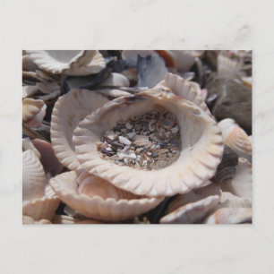 Muscheln Postkarte