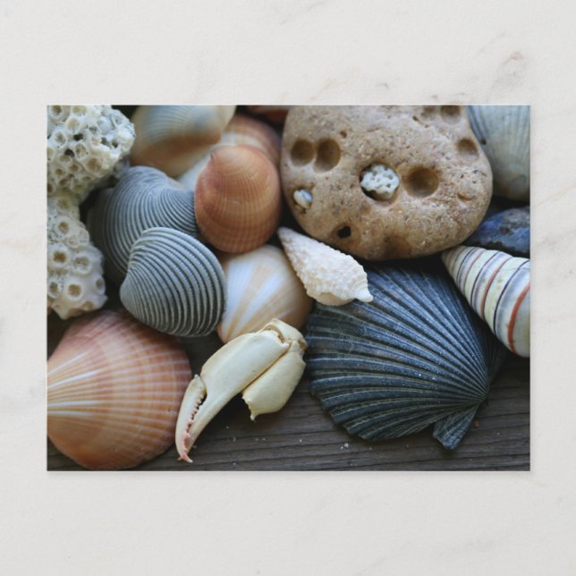 Muscheln Postkarte (Vorderseite)
