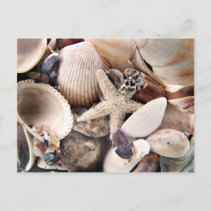 Muscheln Postkarte