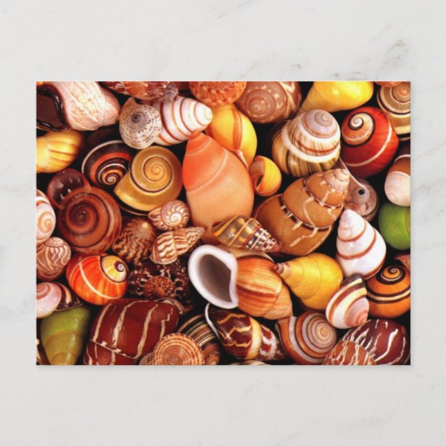 Muscheln Postkarte (Vorderseite)