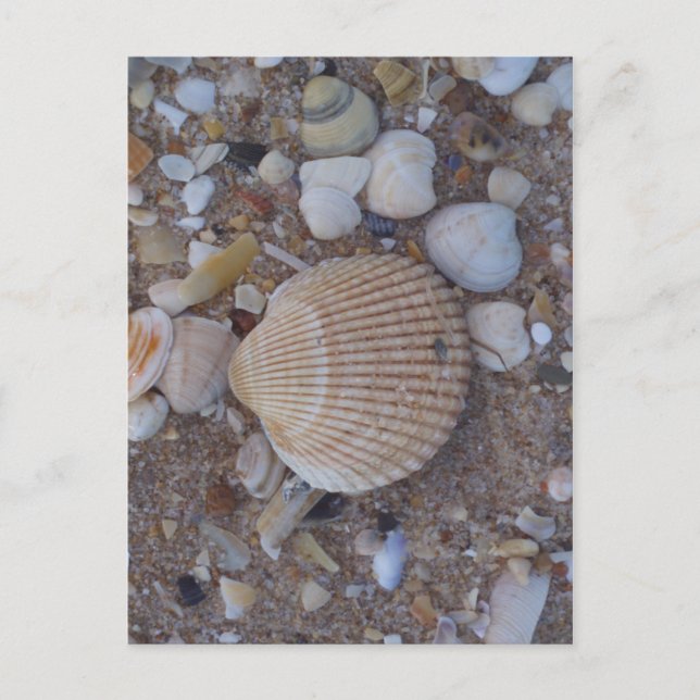 Muscheln Postkarte (Vorderseite)