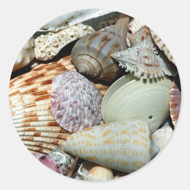 Muscheln Runder Aufkleber (Vorderseite)