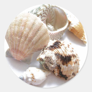Muscheln Runder Aufkleber