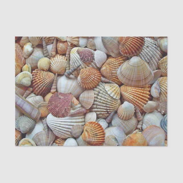 Muscheln Seidenpapier (Vorderseite)