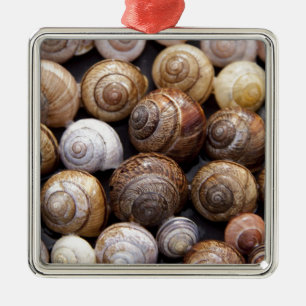 Muscheln Silbernes Ornament