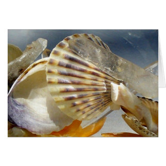 Muscheln und Kristalle