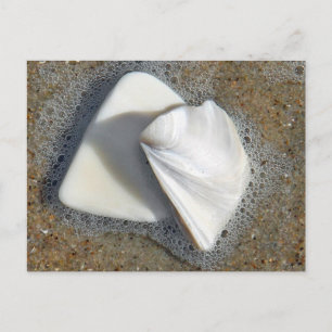 Muscheln und Sand Postkarte
