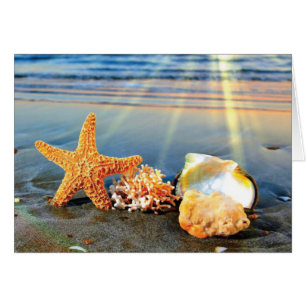 Muscheln und Seestern am Strand