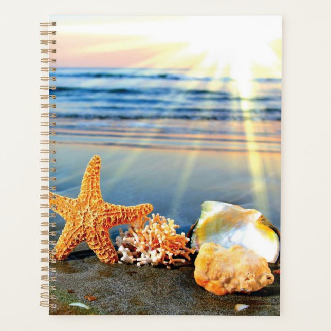 Muscheln und Seestern am Strand Planer (Vorderseite)