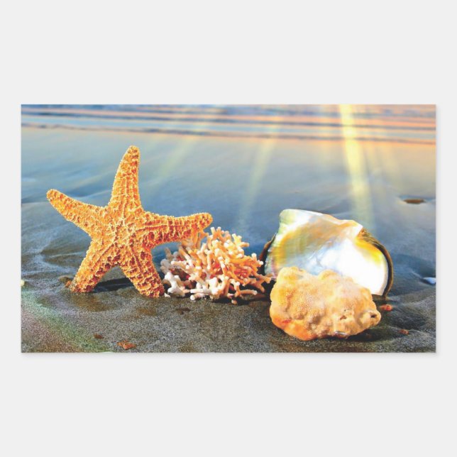 Muscheln und Seestern am Strand Rechteckiger Aufkleber (Vorderseite)