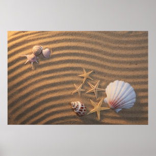 Muscheln und Starfish Poster