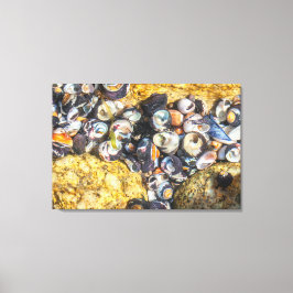 Muscheln unter Wasser Leinwanddruck