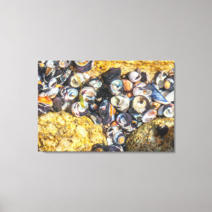 Muscheln unter Wasser Leinwanddruck