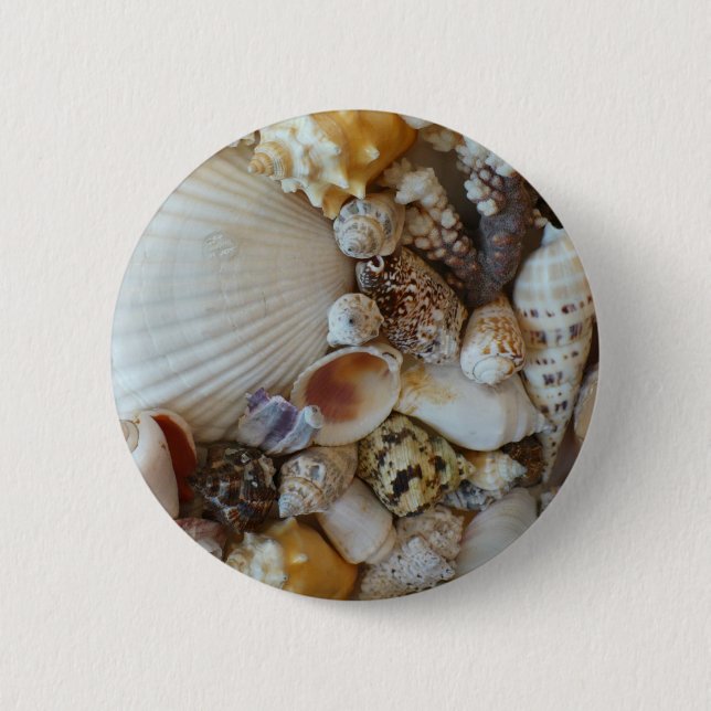 Muscheln von Sanibel Button (Vorderseite)