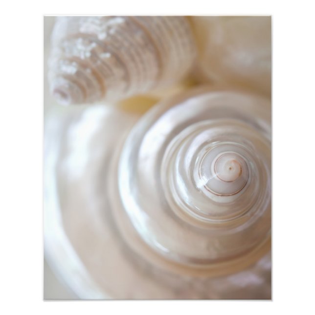 Muscheln von White Seashells Tropical Beach Küste Fotodruck (Vorne)